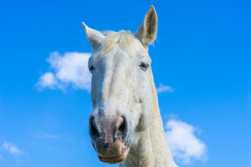 Obraz premium White horse head on blue sky 