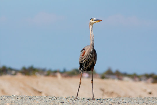 Close up of Great Blue Herron at Bolsa Chica Ecological Preserve in Huntington Beach, California