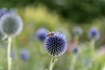 A bee collecting honey from a blue, globe thistle bloom in the sunshine.