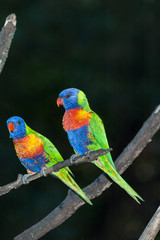 Pair of rainbow lorikeets perched on a branch on the Gold Coast, Queensland, Australia. On a dark background.