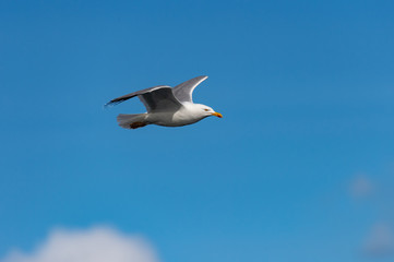 Gull , Isle of Skye Scotland, United Kingdom