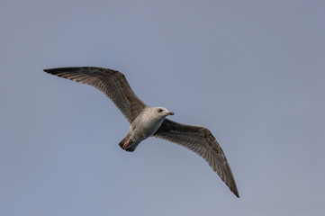 Great skua (Stercorarius skua), Isle of Skye Scotland, United Kingdom