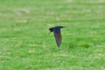 新緑バックに超低空飛行するツバメ