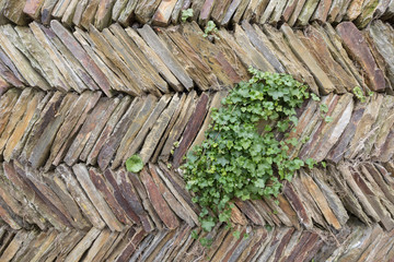 Plant growing in a drystone wall in Tintagle, Cornwall, England. The wall has an interesting herringbone pattern of slates.