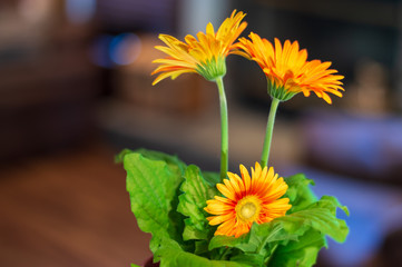 Orange Daisy Flower Bokeh Blur Background Set 7