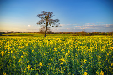 Obraz premium Tree with yellow blooming rape flowers 