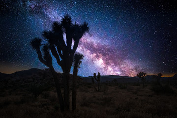Joshua tree park under a starry night, in Mojave Desert, California - obrazy, fototapety, plakaty