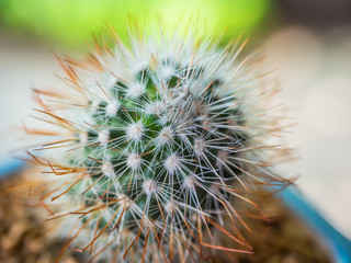 Cactus in metal bucket and  blur background