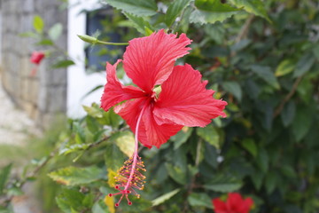 hibiscus