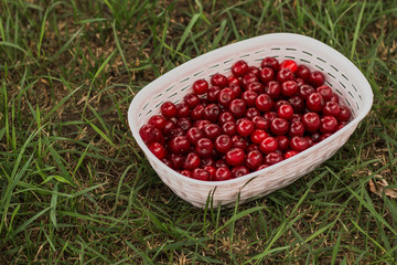 Ripe cherries in the garden