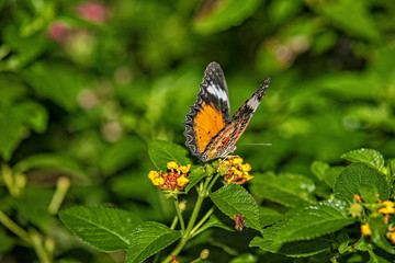 Schmetterling