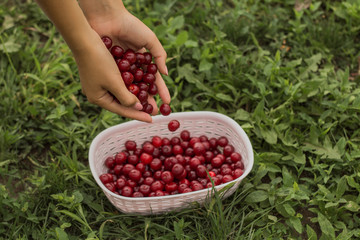 Picking cherries in the garden