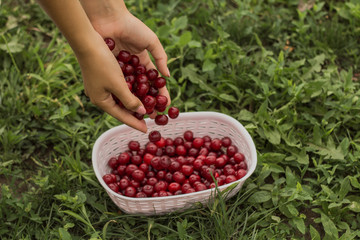 Picking cherries in the garden