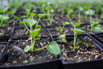 Young plants start growing in the nursery pots