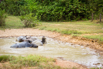 A herd of buffalo is lying in the mud