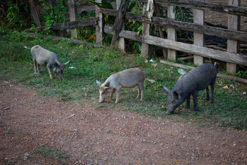 Three pigs are eating food from the ground