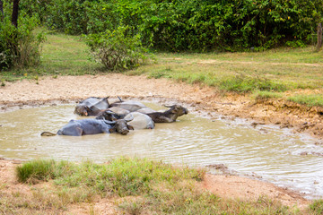 Naklejka premium A herd of buffalo is lying in the mud