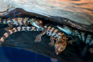 Saltwater Crocodile baby or science name Crocodylus Porosus lying on the timber