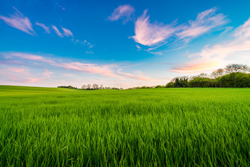 Green barley field at sunset 