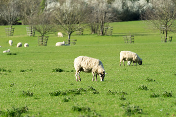 Obraz na płótnie Canvas Sheeps at the grass field 