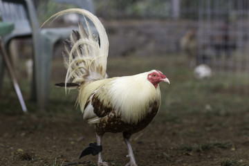 Rooster