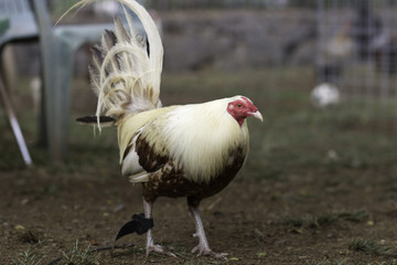 ROOSTER