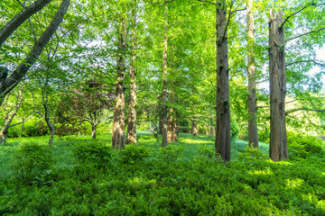 Forest and lake green forest