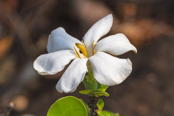 Fototapeta na wymiar Close up white flower (White Gardeniasaxatilis Geddes flower) flower in family: Rubiaceae on natural light,dark tone background.