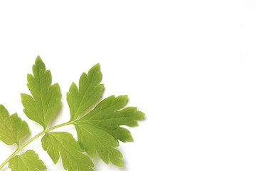 Beautiful Green Poppy Leaves on White Background