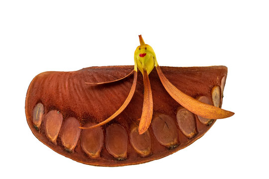 Close up smiling face of seed Tree (Dipterocarpus intricatus , Dipterocarpus obtusifolius Teijsm ) in Iron wood seed   isolated on white background.Saved with clipping path.