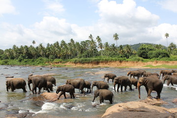 Naklejka na ściany i meble Elephant bathing in the river - Pinnawala Elephant Orphanage - Sri Lanka