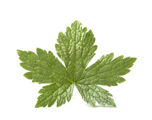 Close Up of a Five Sided Green Leaf on White Background