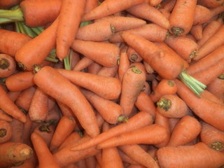 new harvest of fresh carrots