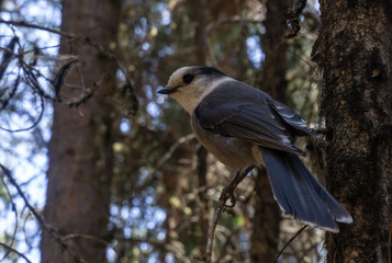 Rocky mountain jay