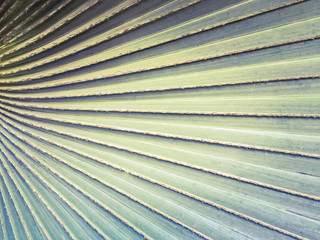 Texture of green palm leaf pattern backround,processed in black tone.