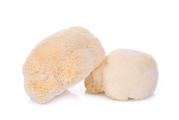 mokey head mushroom , lion mane or yamabushitake isolated on white background