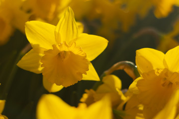 Bright and Vibrant yellow flowers garden in Keukenhof Netherlands