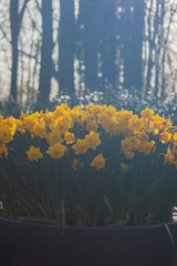 Bright and Vibrant yellow flowers garden in Keukenhof Netherlands