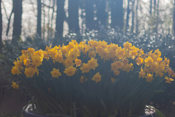 Bright and Vibrant yellow flowers garden in Keukenhof Netherlands