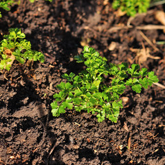Fresh parsley growing in garden.