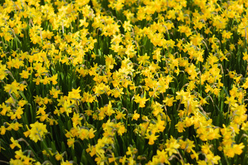 Bright and Vibrant yellow flowers garden in Keukenhof Netherlands