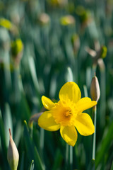 Bright and Vibrant yellow flowers garden in Keukenhof Netherlands