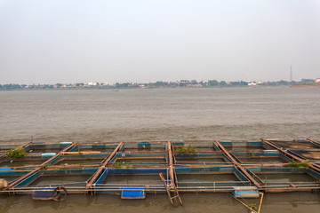 The bamboo coop for feeding fish in Mekong river