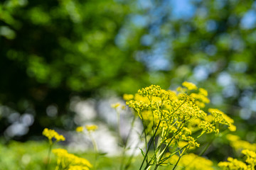 Obraz premium オミナエシ