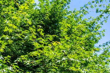 Obraz premium カエデと空