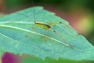 Macro of the small green Grasshopper stand on green leave,soft focus