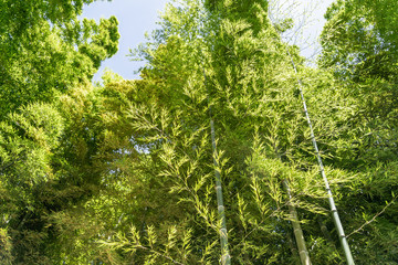 Obraz premium 竹林