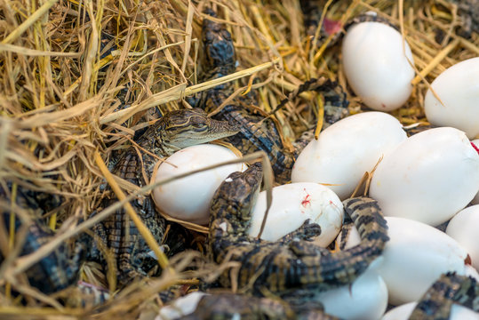 Crocodile baby incubation hatching eggs or science name Crocodylus Porosus lying on the  straw