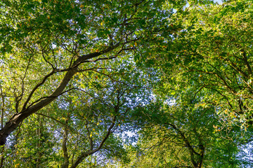 season, summer, day, background, outdoor, bright, forest, green, growth, leaf, light, looking, natural, nature, park, sky, spring, sunlight, sunny, tree, up