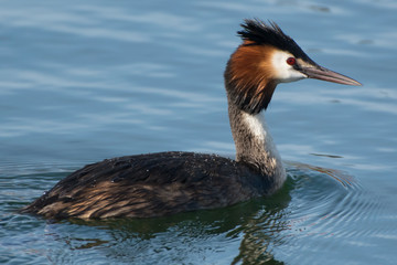 Lonelly Grebe